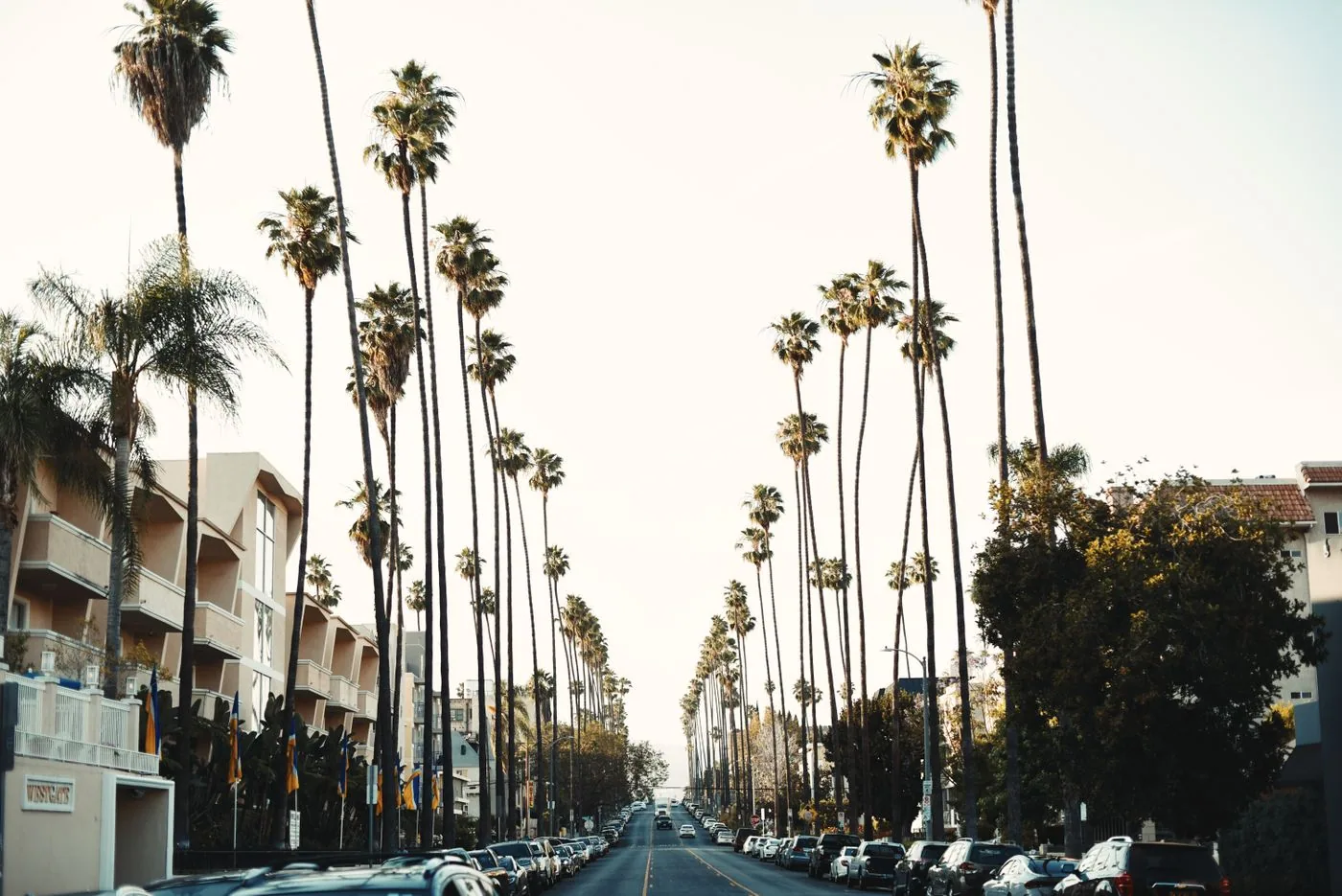 A palm-lined residential street in Los Angeles